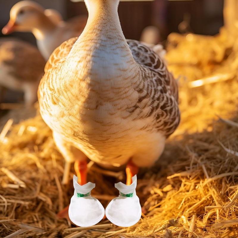 20 Pcs Disposable Booties for Duck Feet, Bumble Foot Wound Care Treatment for Real Duck Pet Duck Supplies with Green Bandage, Large Size - BeesActive Australia