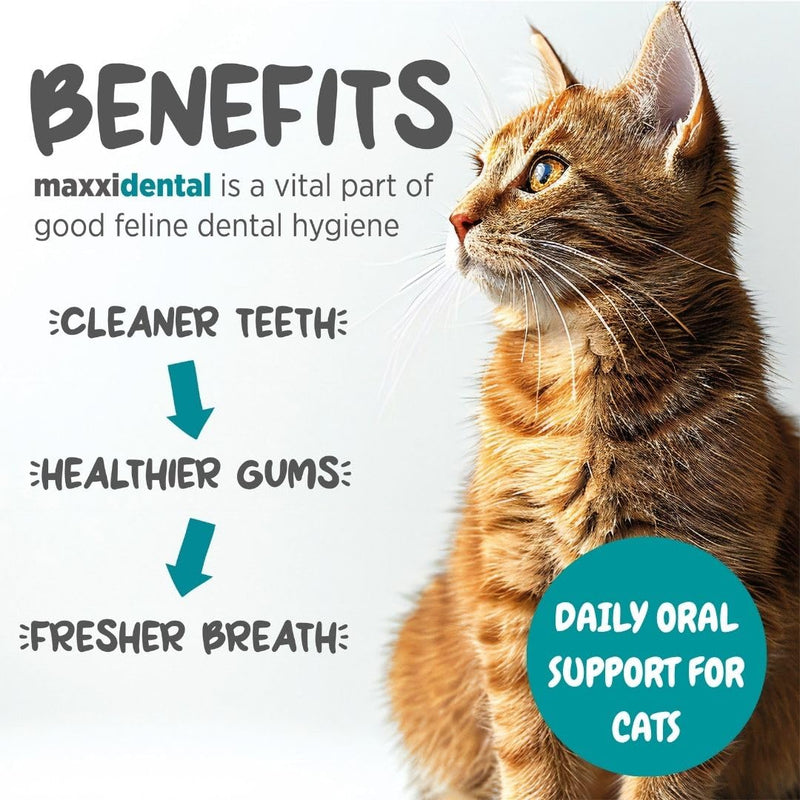 maxxipaws maxxidental Cat Dental Powder | Oral Care Supplement for Teeth, Gums, Plaque, Tartar and Fresh Breath | Kelp, Zeolite, Papain, Probiotics | Easy Sprinkle Formula | 3.2 oz