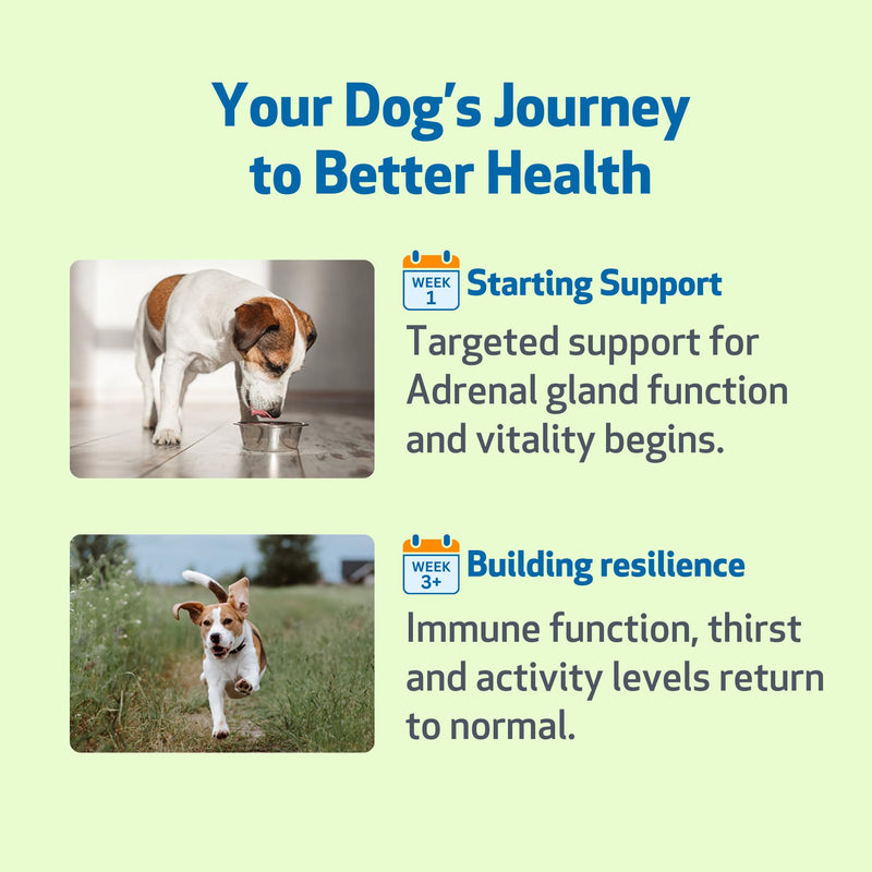 Pet Wellbeing Adrenal Harmony Gold for Dogs - Supports Adrenal Function & Normal Cortisol Levels with Ashwagandha & Bacopa - NASC Certified & Vet-Formulated - 2 oz Liquid Formula 2-Ounce