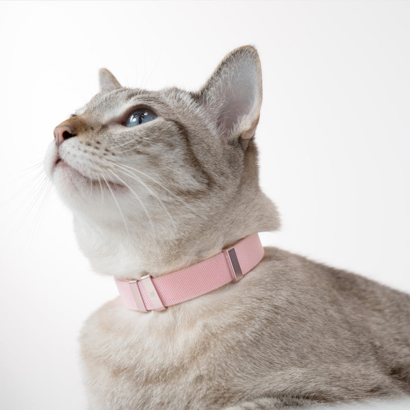 Safety Cat Collar - U.S. IDA Gold Awarding Design, Stretch Elastic Quick Release, Non Breakaway - Light Weight for Kitten, Neck Fit 5.9'-11.8' for All Small Large Cat,S(Sierra Blue) S (5.9-11.8 inch) Sierra Blue - BeesActive Australia
