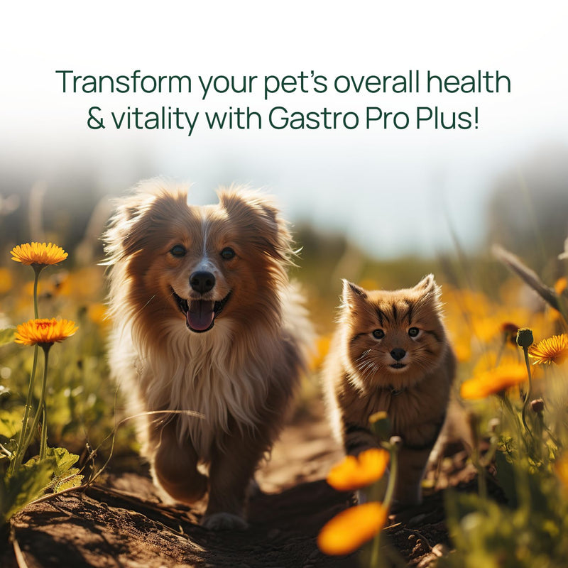 pawTree Gastro Pro Plus® for Dogs and Cats - Probiotics, Prebiotics and Digestive Enzymes - for Sensitive Stomach, Digestive Issues, Loose Stool, and Bad Gas (30 ct) 30 ct