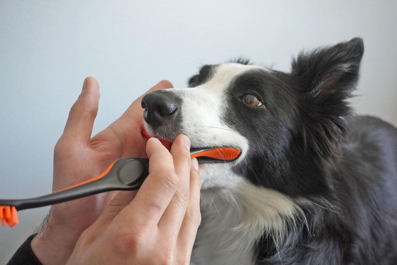 from Doggy Breath to Doggy Fresh Dog Dental Care Kit Includes Enzymatic Toothpaste for Dogs Plus BrushMate Dual Brush Head Toothbrush with Angled Bristles - PawsPlanet Australia