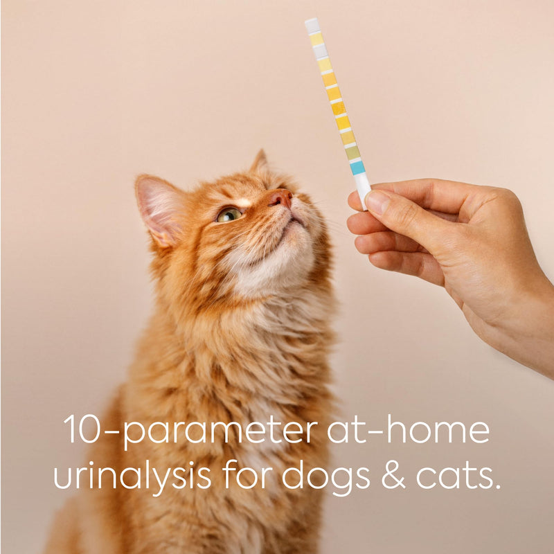 DIAGNOX HEALTH PETNOX 10-Parameter Cat & Dog Urine Test Strips - 30 x Individually Packed & Veterinary Grade Tests - Cat & Dog UTI Test Kit - Pet Test Strips for Urinalysis