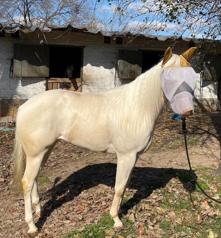 Horse Fly Mask with Ears and Nose – Fly Masks with Nose Ears Cover - Non-Heat Transferring Mesh – 70% Uv Protection - Breathable Equine Fly Mask – Full Size Horses – Soft and Comfortable Face Flymask Horse Size Horse Fly Mask With Ears and Nose - BeesActive Australia