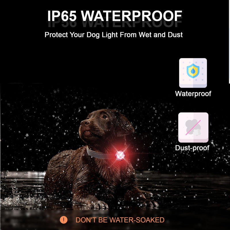 Pack of 2 dog collars, luminous for night, Tubasion luminous dog collar, rechargeable, 100% waterproof LED light for dogs. Dog Lights for Night Walks, Camping (Red) Red - BeesActive Australia