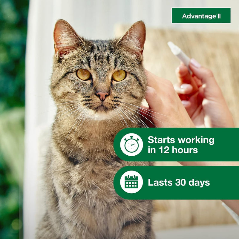 Bundle of Advantage II Vet-Recommended Flea Treatment & Prevention | Cats Over 9 lbs. + Advantage Household Spot & Crevice Spray 24 oz. Large Cat + Yard Spray