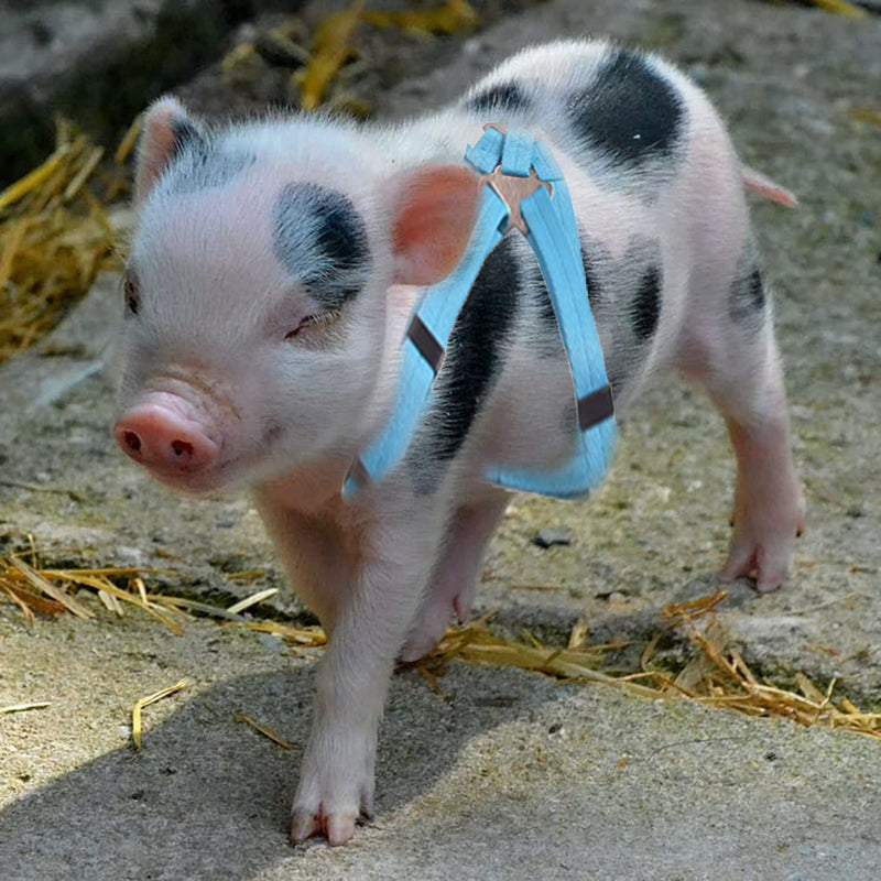 Animal Harness, Medium, Pink and Blue - 2 Pieces Adjustable Harness with Leash Set for Small Pig, Dog, Rabbit Walking, Running and Playing - BeesActive Australia