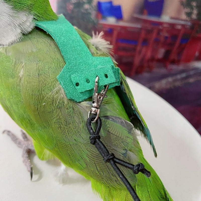 PARREN Bird Flight Harness Vest, Parrot Flight Suit with Leash for Parakeets, Bird Flying Clothes with Rope and Handle for Outdoor Activities Training, Anti Bite (M), Green M