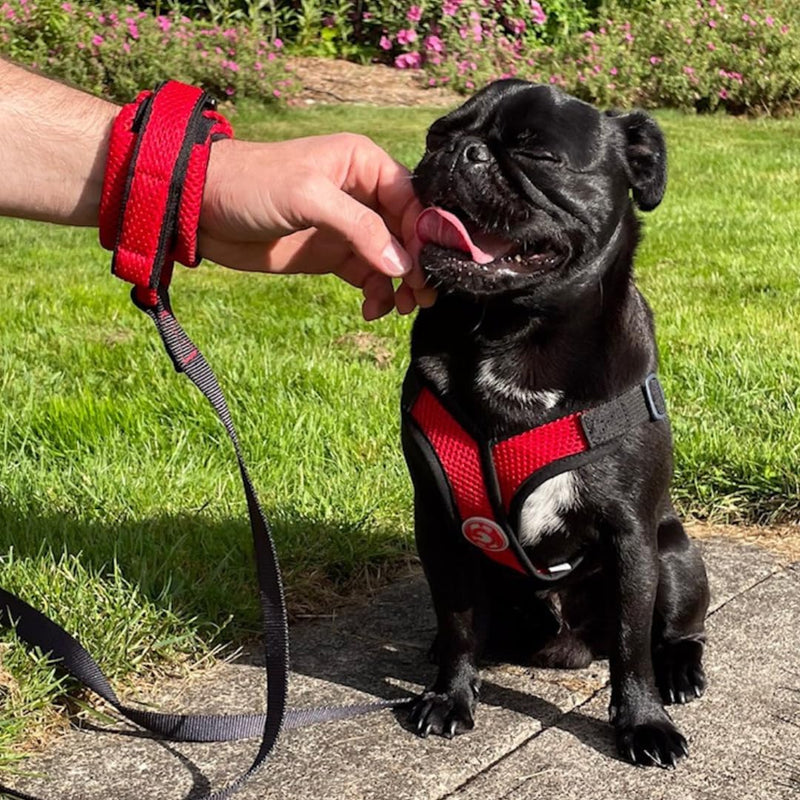 Gooby Soft Mesh Wrist Band Surfer Leash - Turquoise, 6 FT - Comfortable Hands Free Leash with Elastic Band for Small, Medium and Large Dogs Wrist Band-Turquoise 6 Feet - BeesActive Australia