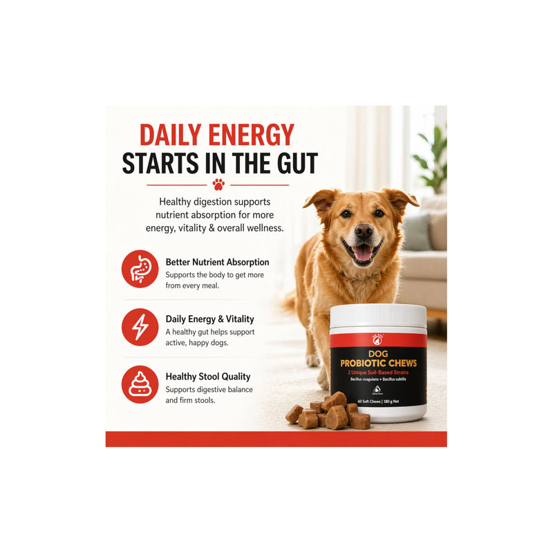 Dog Probiotic Chews – Gut Health & Digestive Support for Dogs – 2 Unique Soil-Based Probiotic Strains – Vet Formulated Salmon Soft Chews – 60 Chews