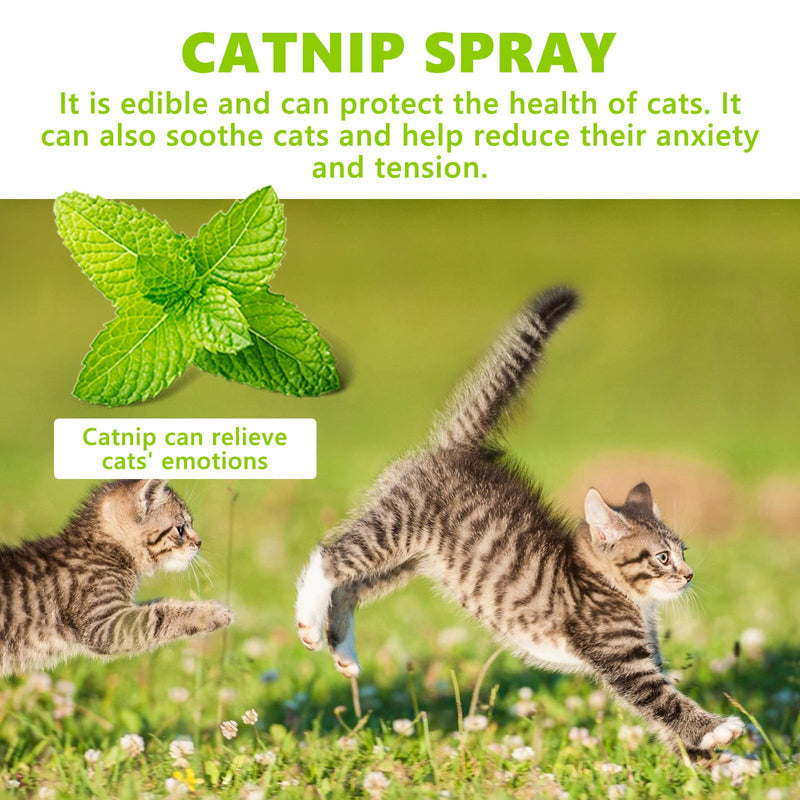 Catnip spray, catnip spray as a sedative for cats, cat mint, anti-stress cat sedative, purely natural anti-stress spray for relaxation and calming of cats - BeesActive Australia