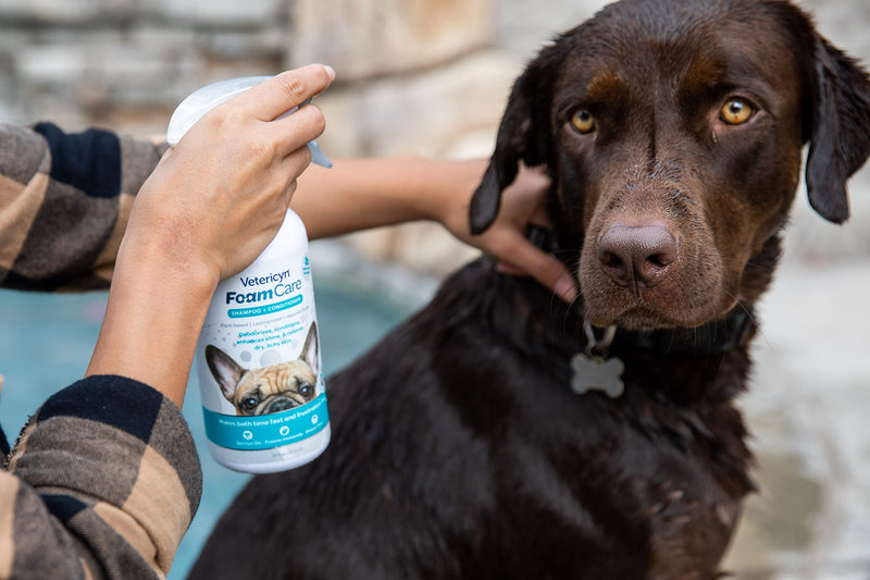 Vetericyn FoamCare Pet Shampoo Plus Conditioner, Spray-on Shampoo for Dogs and Cats, Foams Instantly and Rinses Easier, Natural Ingredient Shampoo, 16-ounce Shampoo + Conditioner - BeesActive Australia