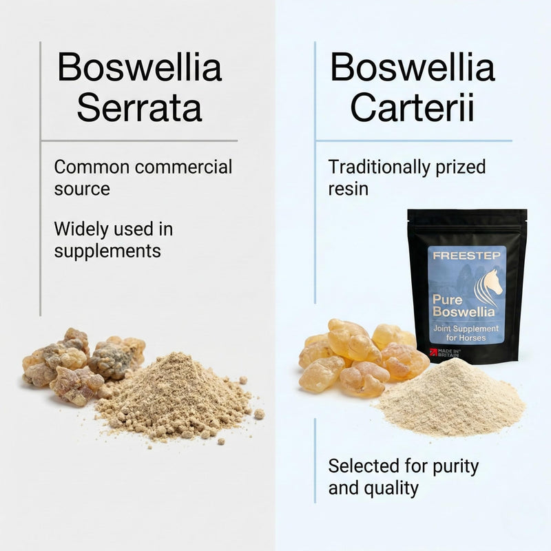 Pure Boswellia for Horses | Boswellia Carterii Powder for Joint and Mobility Support | Natural Horse Joint Supplement for Mobility Comfort | Serrata Alternative 250g | 2 Month Supply