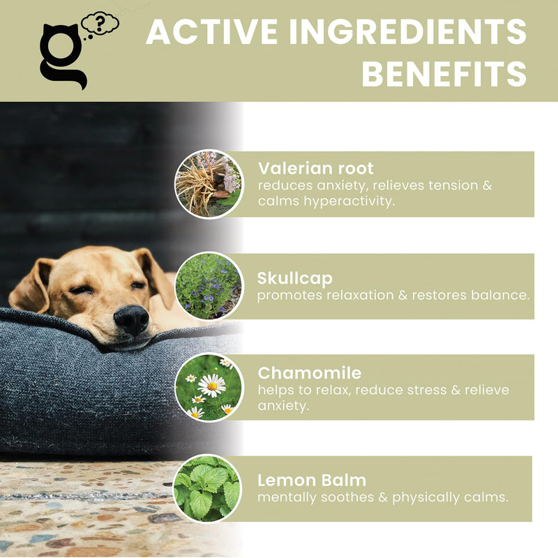 Calm Guru | Natural Anti-Anxiety Dog Calming Supplement Drops, 100ml | Calming Care for Hyperactivity, Noise Phobia, Dog Separation Anxiety, Fireworks | Valerian for Dogs