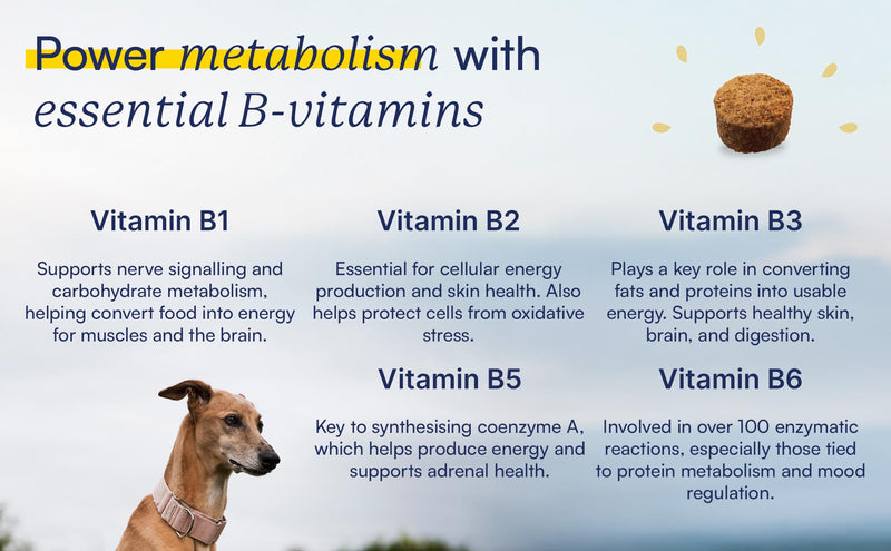15-in-1 Multivitamin Chews for All Dogs, Support Metabolism with B Vitamins, Zinc, Biotin, Vitamin C & E, Bones & Muscle Recovery, Immunity Support - 60 Soft Chews, BROONO Vitamineral Complex