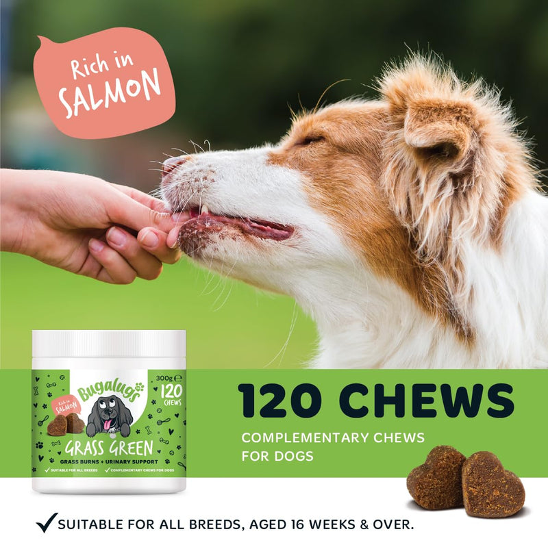 Bugalugs Grass Green Dog Supplement Chews helps support Dog Urine Neutraliser for Grass Burn with Cranberry that helps Urinary & Gut Health, Rich in Salmon, 120 Chews 300g (Pack of 1)