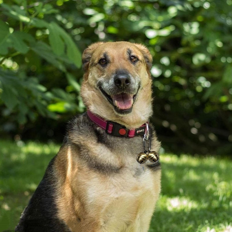 2 Extra Loud Dog and Cat Bells, Copper Collar Bell with Quick Link for Pet Tracking - BeesActive Australia