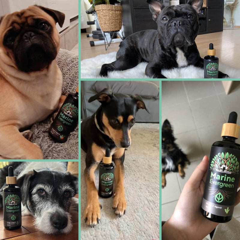 NatuRise® Omega 3 Vegan - Pets - Dogs, Cats, Horses - 100% algae oil - 100% algae flavor - 1822mg DHA & EPA - 100 ml - Laboratory tested - Triglyceride form - Pipette with dosing scale - UV glass - BeesActive Australia