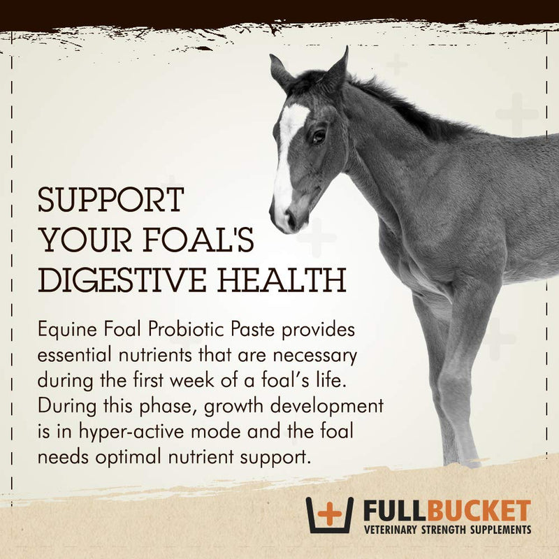 Foal Probiotic Paste (Single) One Size - BeesActive Australia
