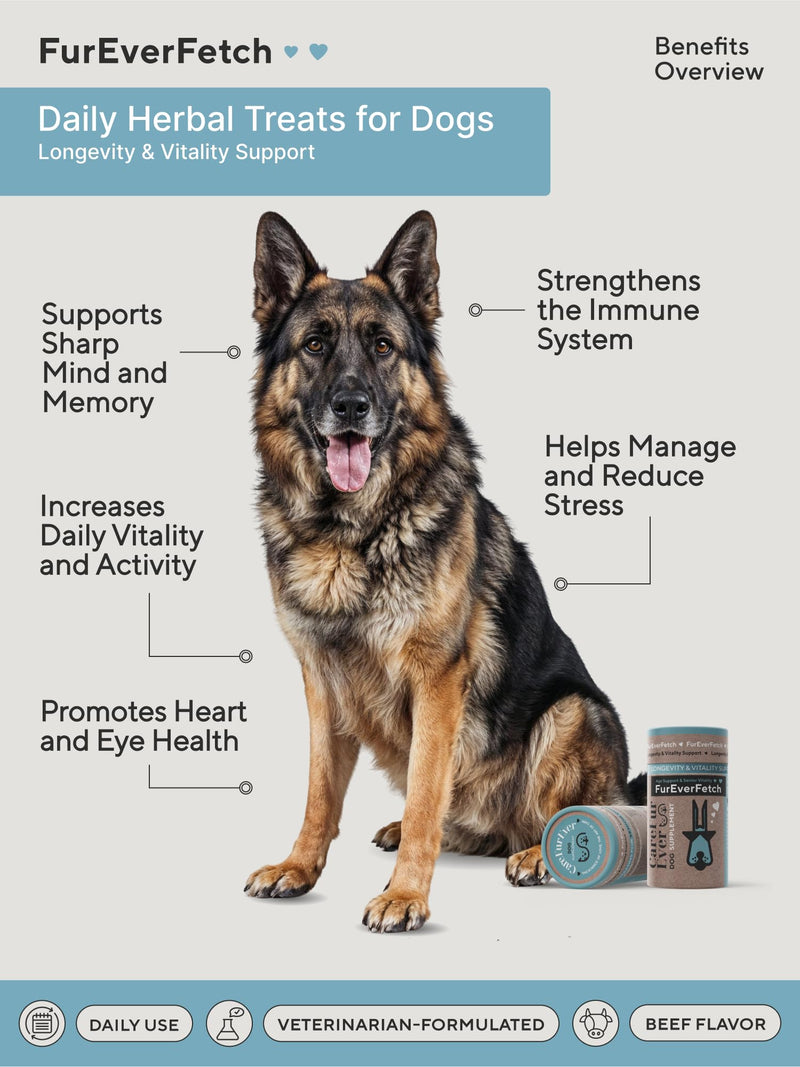 Supplement Treats for Senior Dogs ~ Brain & Vision Support | Slows Cognitive Decline ~ Lion's Mane & Turkey Tail | Memory, Focus & Immune Health | Veterinary-Grade Nootropic Formula | 30 Chews