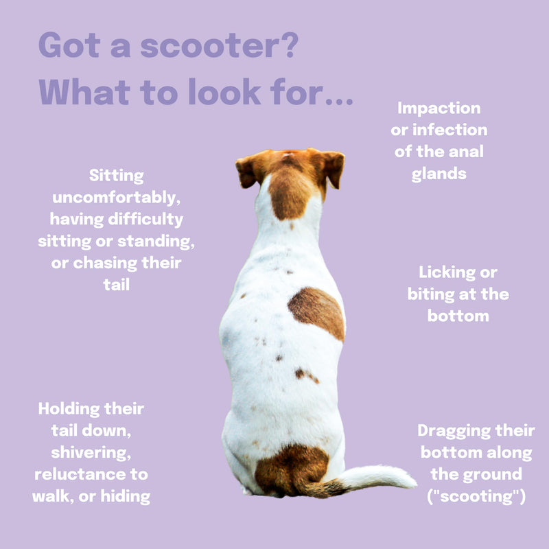 Buddy & Lola Scoot Stopper Anal Gland Chews For Dogs - High Fibre Chews To Stop Scooting and Licking Under Tail with Natural Fibre Ingredients For Dogs Dandelion Root, Pumpkin Powder and Beet Pulp 5060928060024