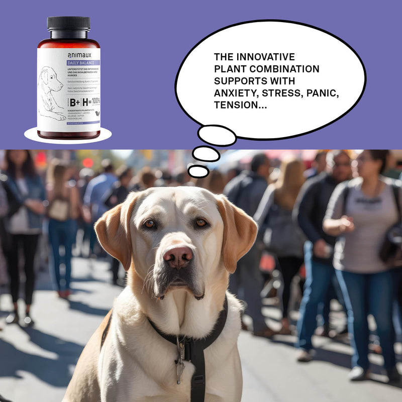 animaux Daily Balance – 40 chewable tablets – Herbal calming treats for dogs with anxiety, stress & nervousness, with Valerian, St. John's Wort & Lavender