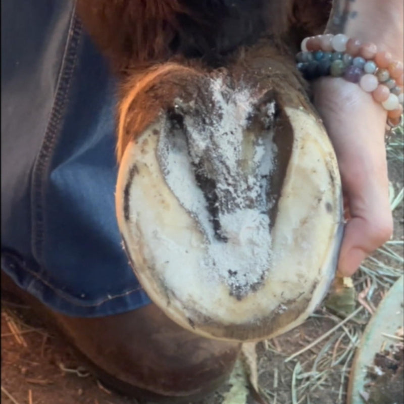 Thrush Dry Powder Treatment for Horses Thrush Dust - an All Natural Powder for Thrush Treatment 4 oz. - BeesActive Australia