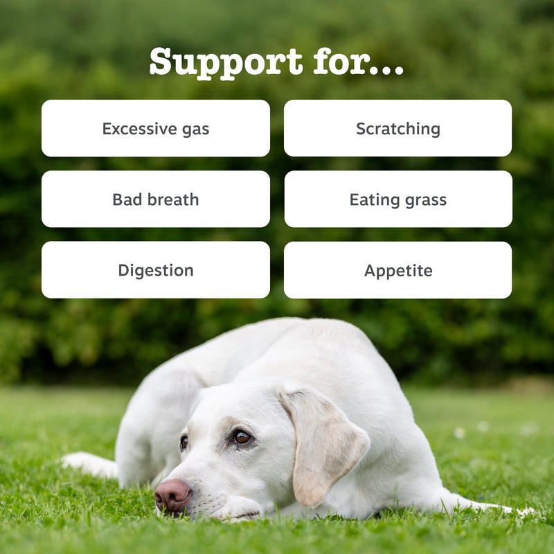 Zesty Paws Probiotic Chews for Dogs | Supports Gut Health, Stool Quality & Digestive Balance, Bad Breath| Contains Prebiotics, Probiotics & Postbiotics, Pumpkin & Linseed | Daily Use | 90 Chews 90 Count