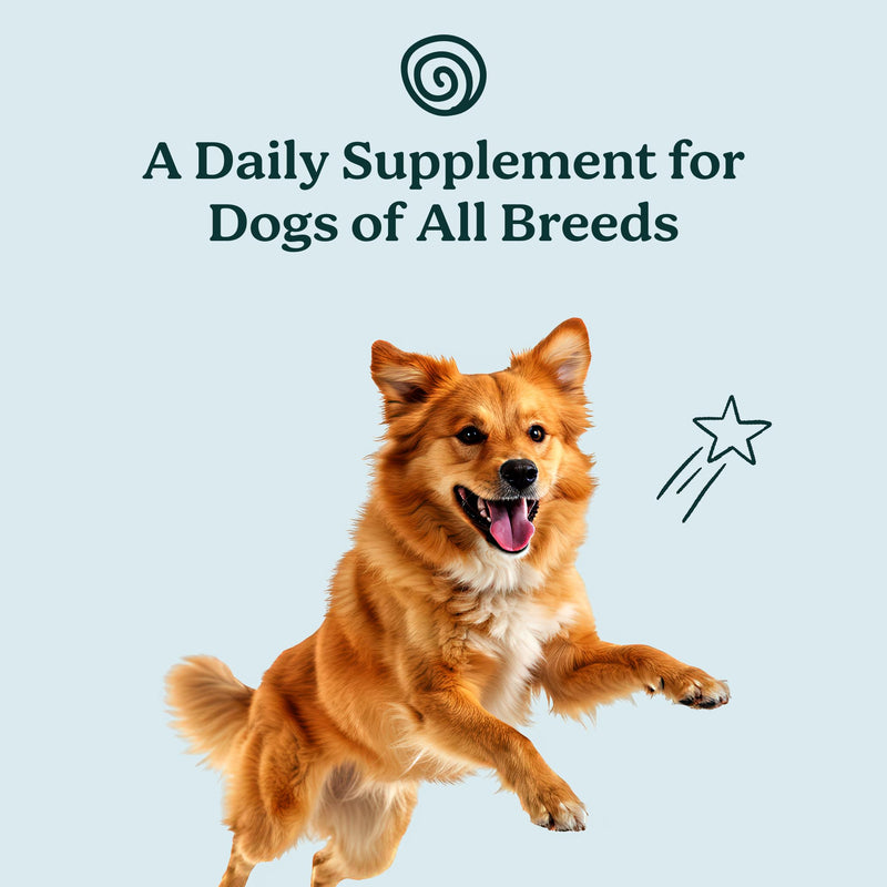 PureBlend Skin & Coat Soft Chews for Dogs — With Colostrum, Salmon Oil, Probiotics & Brewer's Yeast — Dog Coat Supplement — 120 Chews, Up to 4 Month Supply