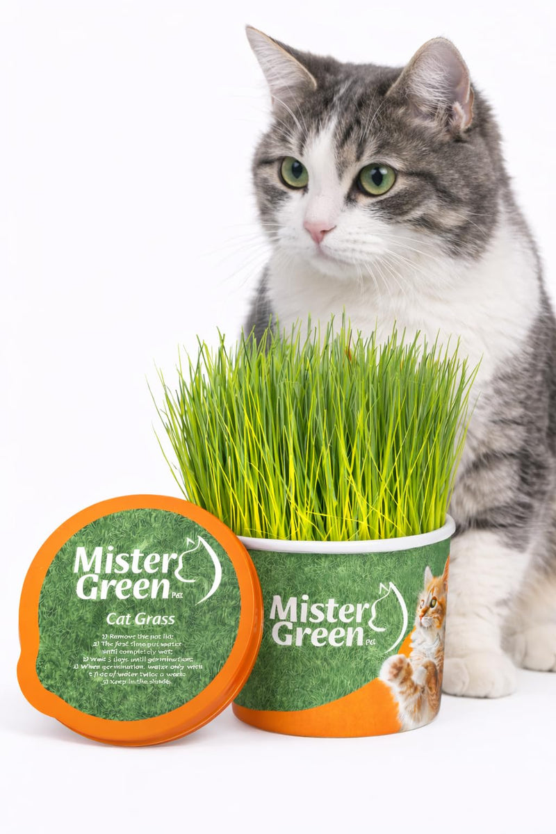 Cat Grass Grow Kit for Indoor Cats – Organic – Easy Grow Fresh Pet Grass – Supports Digestion & Natural Hairball Control – Non - Toxic – Pack (1) | Rich in natural chlorophyll - High natural fiber content - Plant nutrients source - Indoor cat enrichmen...