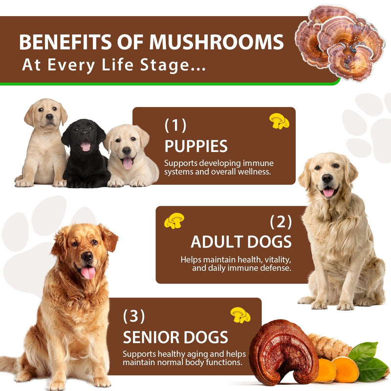 Turkey Tail Mushroom Supplement for Dogs - Liquid Formula with Probiotics & Turmeric, Supports Immune System, Digestive Health, and Joint Flexibility - Delicious Bacon Flavor (120ML) Pack of 1