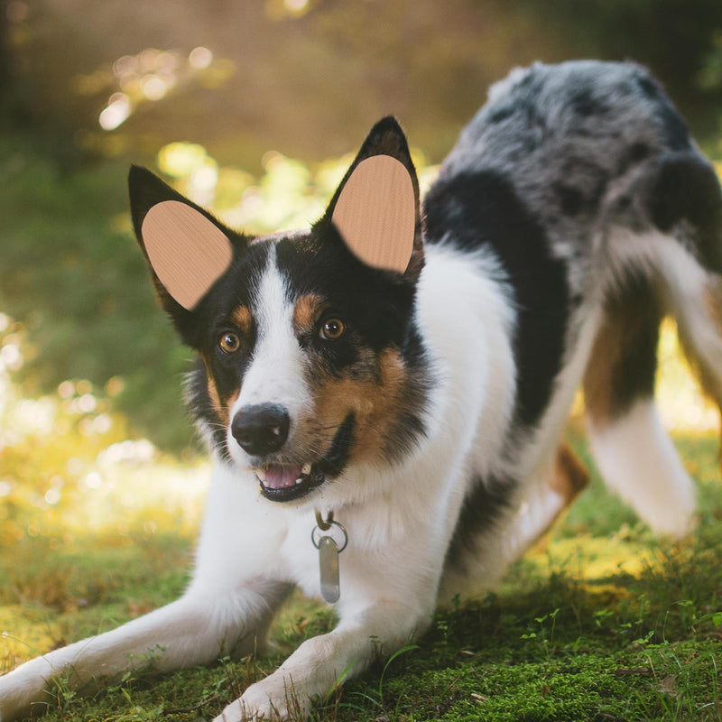 VANZACK 10x5cm Extra Large Doberman Ear Posting Stickers - Medical Grade Support System with Adhesive Backing for Adult Dog Ear Training & Care 10.00X5.00X0.10CM