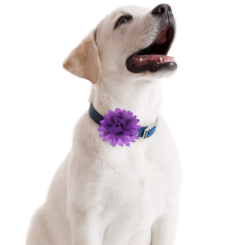 20 Pcs Pet Flower Collar Bow Dog Collar Dog Flower Collar Accessory Multi Color Soft Chiffon Dog Bow Tie Charms Flower for Puppy Collar Grooming Accessories(12 cm/ 4.7 Inch) 12 cm/ 4.7 Inch - BeesActive Australia