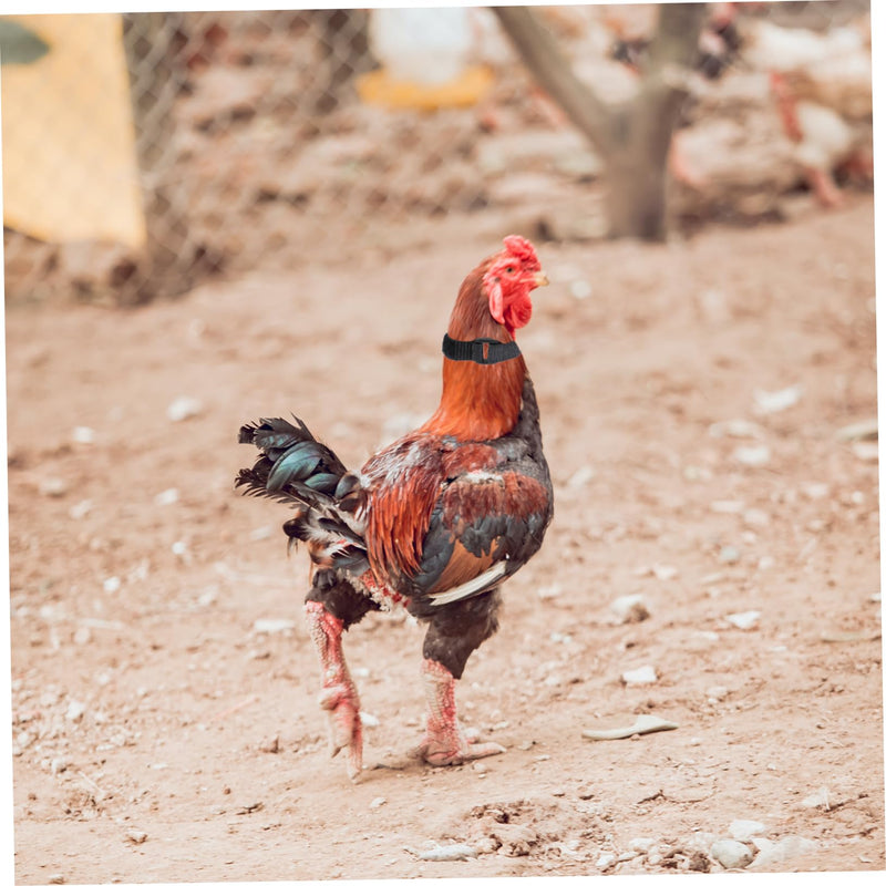 4pcs Neck Pet Collar Nylon Chicken Collar Rooster Neck Collar No Crow Rooster Band -Noise Collars Nylon Roosters Collars Noise Rooster Collar Poultry 2 Pack - BeesActive Australia