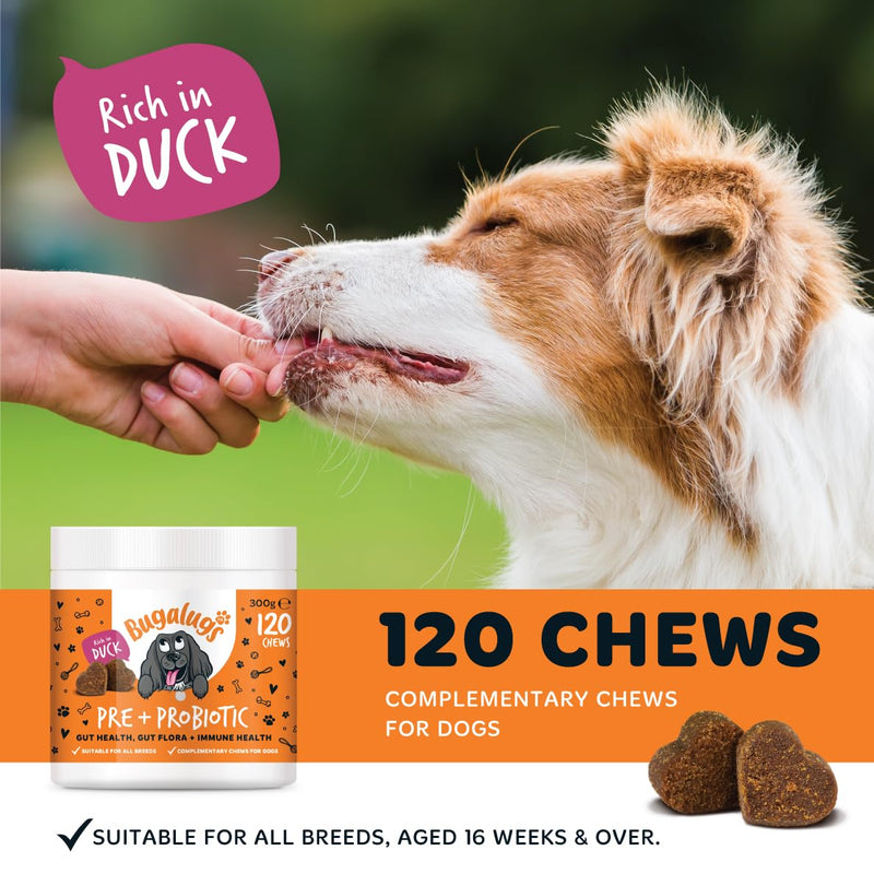 Bugalugs Probiotics for Dogs Natural Dog Treats with Pumpkin Powder for dogs – Gut Health, Sensitive Tums, Anal Glands, Scooting, Loose Stools, Smelly, Itchy Ears, Great for all dogs Probiotic Chews 300g
