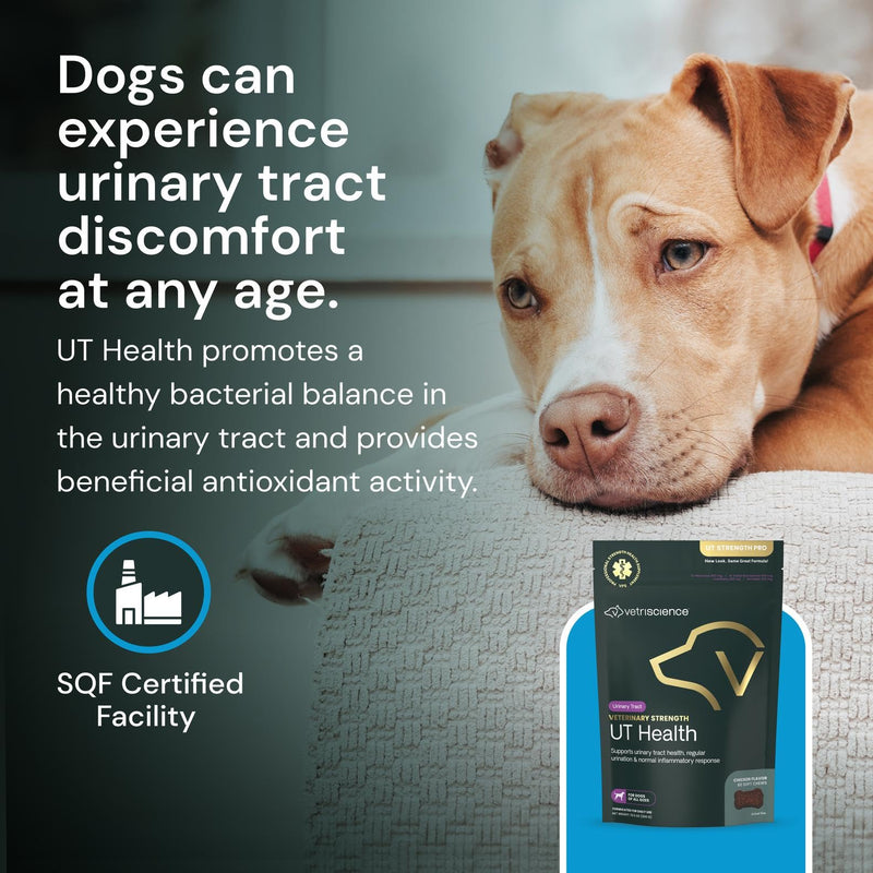 Vetriscinece Veterinary Strength UT Health Chews - Clinically Studied Supplement for Dogs - Supports Canine Urinary Wellness -Naturally Sourced - Features GanedenBC 30-60 Count, Chicken Liver Flavor