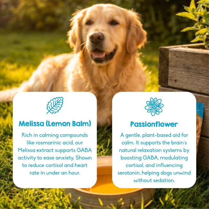 PAWD Calming Dog Powder Supplement – Fast-Acting Dog Anxiety Relief for Stress, Fireworks & Travel – Natural Calming Treats & Tablets Alternative, Vet Approved. Mix with Water. Dogs Under 15kg Calming Pouch - Dogs Under 15kg