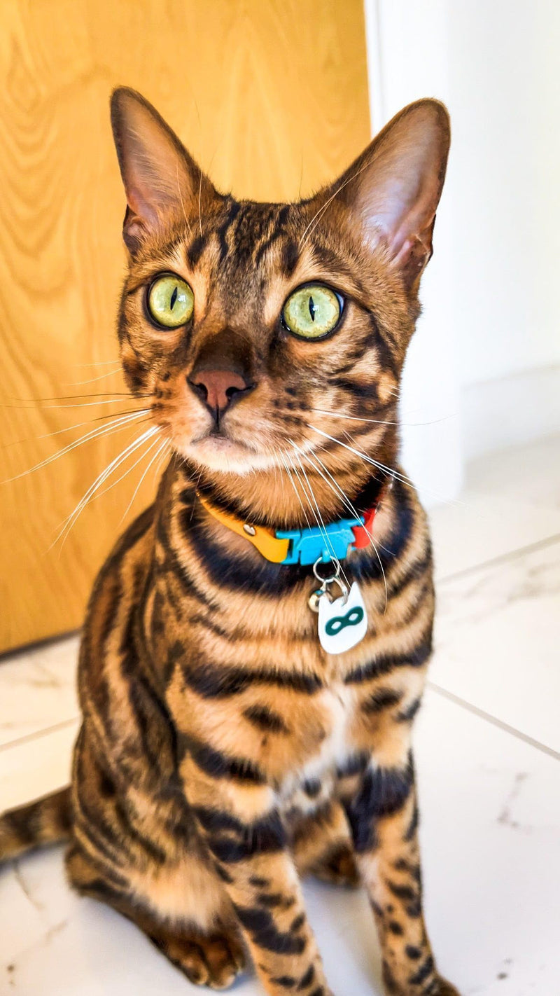 Kittyrama Reflective Cat Tag. Security cat tag. Lightweight, highly visible, waterproof. Fits all reflective cat collars. Other styles available Silver Ninja - BeesActive Australia