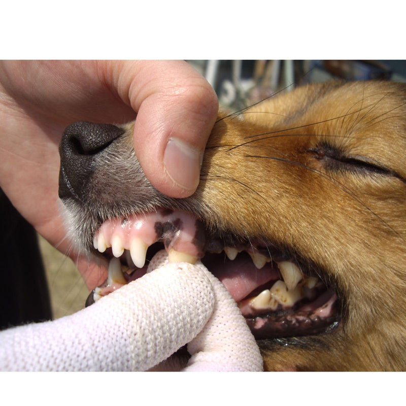 MIND UP Dog Finger Toothbrush, Washable & Reusable Finger Brush for Dog Teeth Cleaning, Pet Dental Care Tool for Small Dogs & Puppies, Made in Japan, 3 Pack 1 Count (Pack of 3)