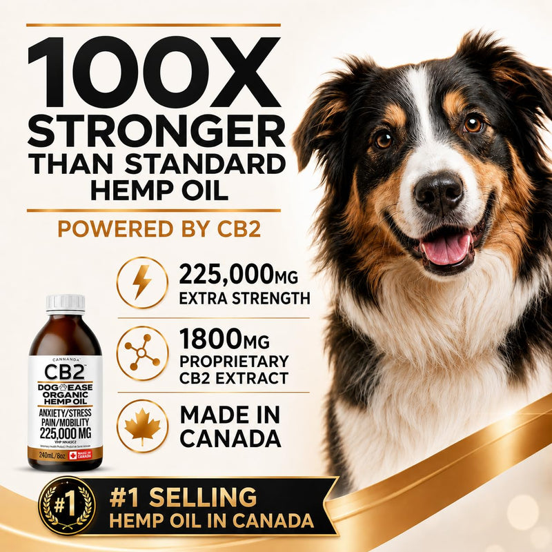 CB2 HEMP SEED OIL FOR DOGS. Extra Strength For Pain & Anxiety. Advanced Hip & Joint Supplement. Calming & Relaxing Effect. Improves Mobility. All-Natural. 240mL/8oz EXTRA LARGE Bottle.