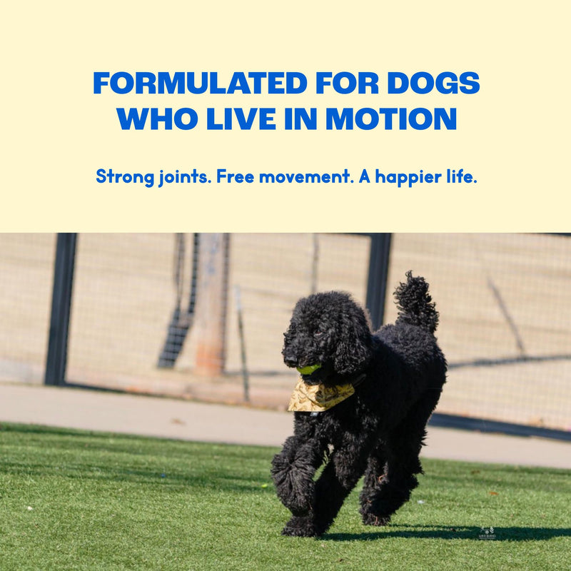 Hip & Joint Supplement for Dogs – Glucosamine Chondroitin MSM – Dog Joint Supplement & Mobility Support Chews with Turmeric & Yucca – Arthritis Support – 120 Soft Chews
