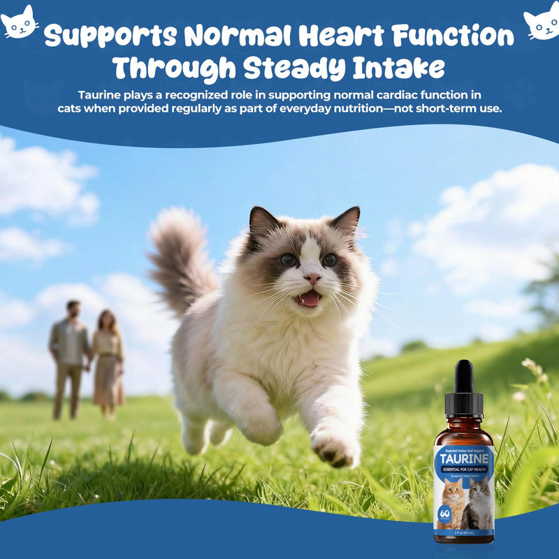 Taurine Liquid Supplement for Cats, Daily Amino Acid Support for Heart Health, Vision & Metabolic Balance, Liquid Drops for Long-Term Feline Nutrition, 60 mL 60 ml (Pack of 1)