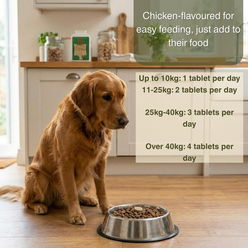 5-Strain Probiotics for Dogs | Digestive Enzymes & Prebiotics for Gut Health & Stool Quality | Sensitive Stomach & Digestive Support | Active Bacteria Complex
