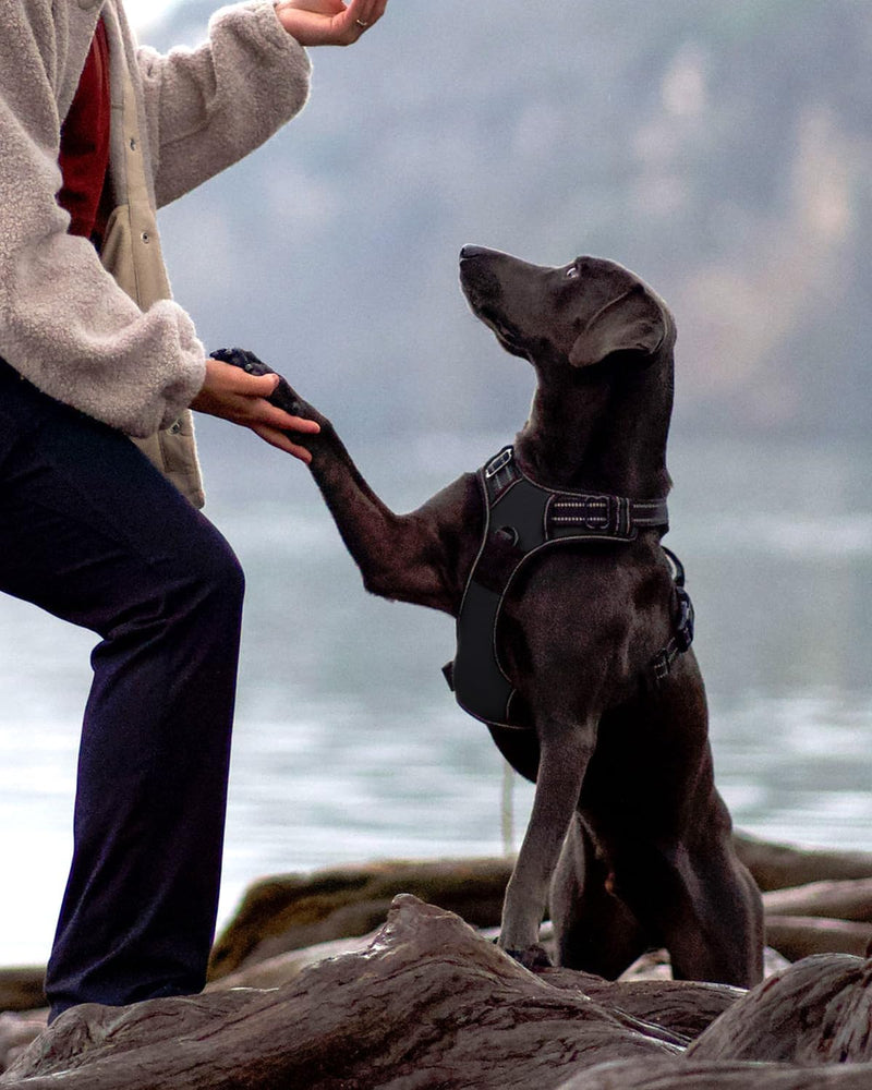 Joytale Dog Harness for Medium Dogs, Reflective Dog Harness, Air-Permeable Dog Harness, Adjustable Chest Harness with Handle for Leading and Training, Black, M (Pack of 1) - BeesActive Australia