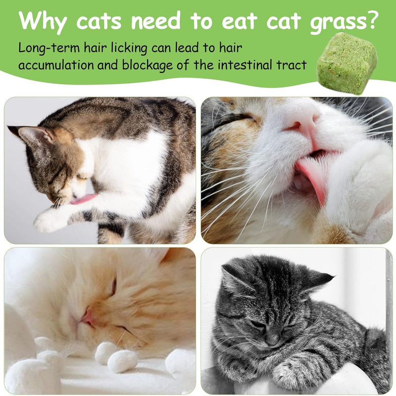 HavenJanny 60g Cat Grass Treats for Cat, Freezed Drying Cat Grass Teething Stick Snacks for Cats, Edible Cat Chew Toys for Teeth Cleaning and Hairball Removal 2.11ounce - BeesActive Australia