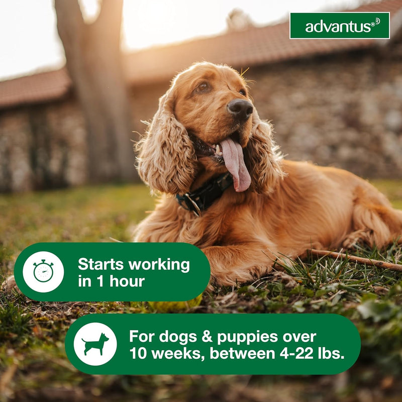 Bundle of Advantus Fast Acting Oral Flea Treatment Soft Chews Dogs 4-22 lbs. | 7 ct. + Advantage Household Spot & Crevice Spray 24 oz. Small Dog + Household Spray