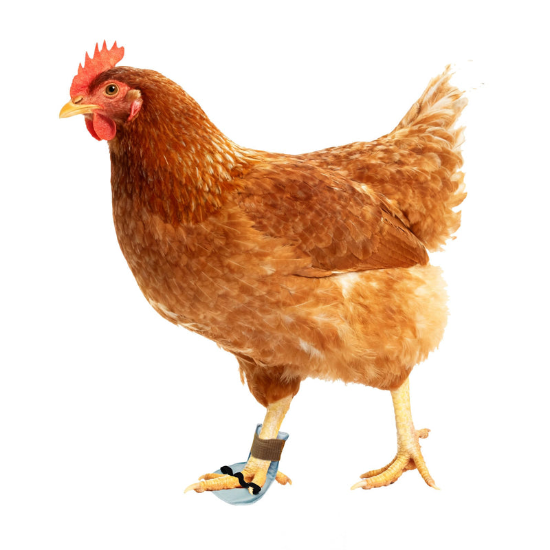 2 Pack Chicken Leg Splint with Toe Separator for Hen Roosters Duck Broken Leg Chicken Foot Splint for Curled Toes Duck Leg Splint Poultry Leg Brace - BeesActive Australia