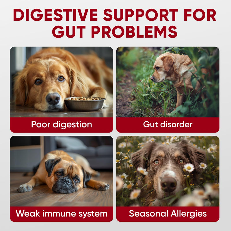 Probiotics for Dogs Digestive Health - Probiotic Chews for Gut Health, Itchy Skin Yeast, Diarrhea - USA Product - Immune Support Supplement - Dog Digestive Support & Allergy Relief Chews with Enzymes Probiotic & Enzymes Chews