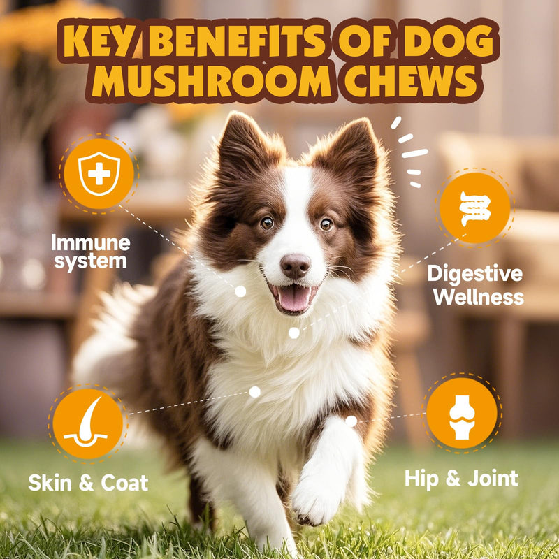 Mushroom Chews for Dogs & L-Lysine Paste for Cats