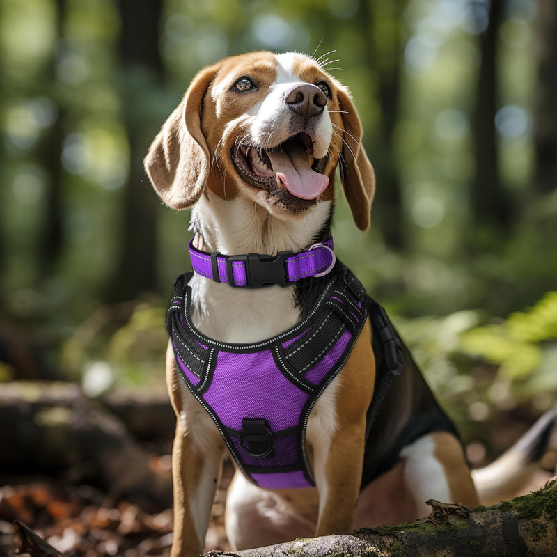 Joytale Dog Collar, Padded Wide Dog Collar Made of Neoprene Nylon Dog Collar Adjustable for Medium Dogs, Soft and Reflective Dog Collars, M, Purple M (Pack of 1) - BeesActive Australia